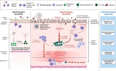 Steroid-Refractory Gut Graft-Versus-Host Disease: What We Have Learned From Basic Immunology and Experimental Mouse Model